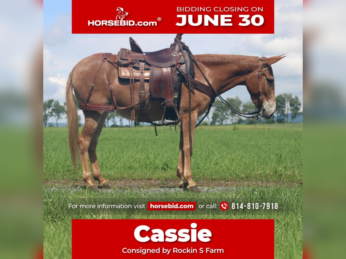 Mule Jument 5 Ans 140 cm Isabelle in Rebersburg, PA