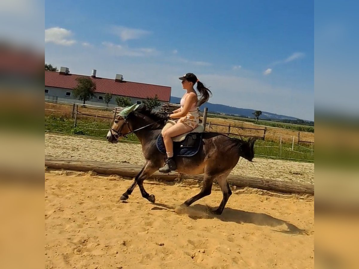 Mule Jument 7 Ans 135 cm in Ober-Grafendorf