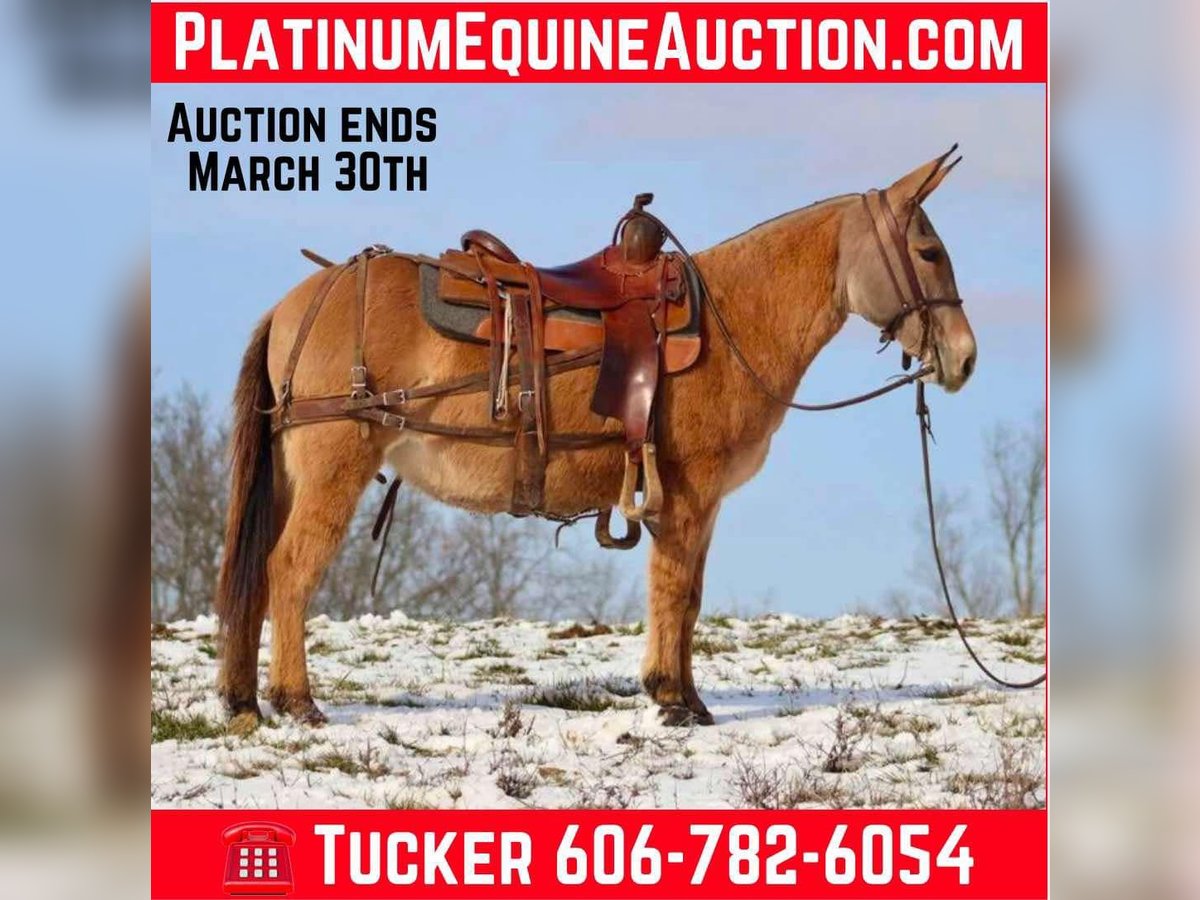 Mule Jument 9 Ans in Brooksville KY