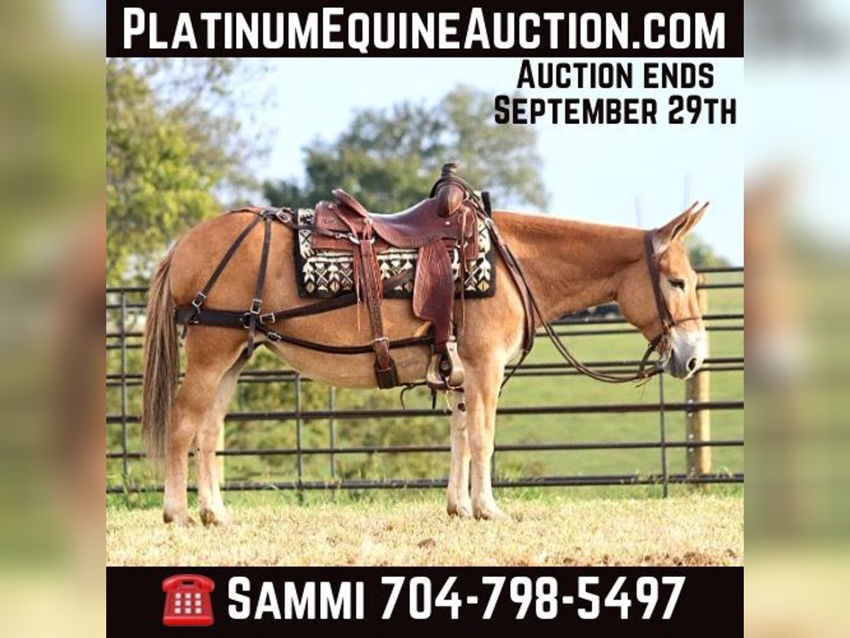 Mule Mare 10 years 14 hh in Brooksville KY