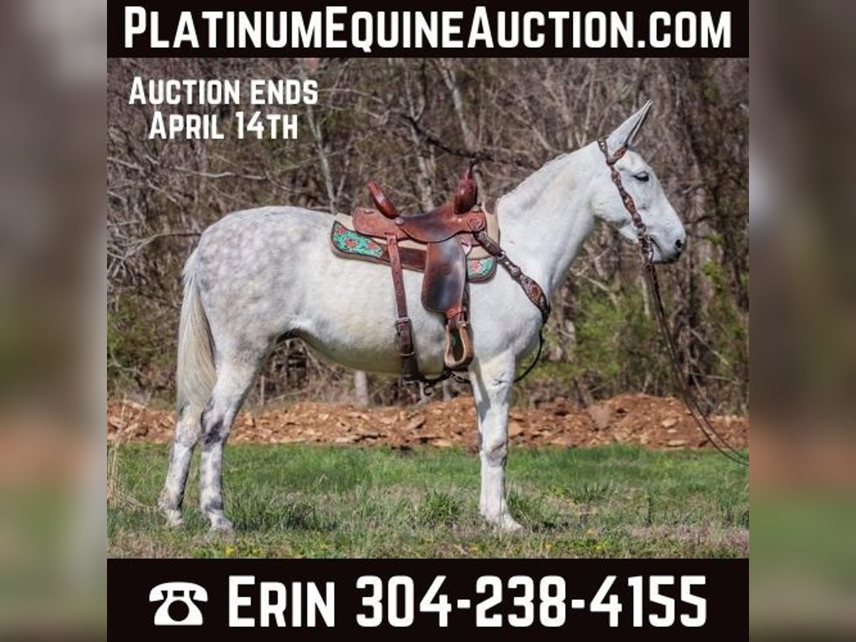 Mule Mare 10 years 15,1 hh Gray in FLEMINGSBURG, KY