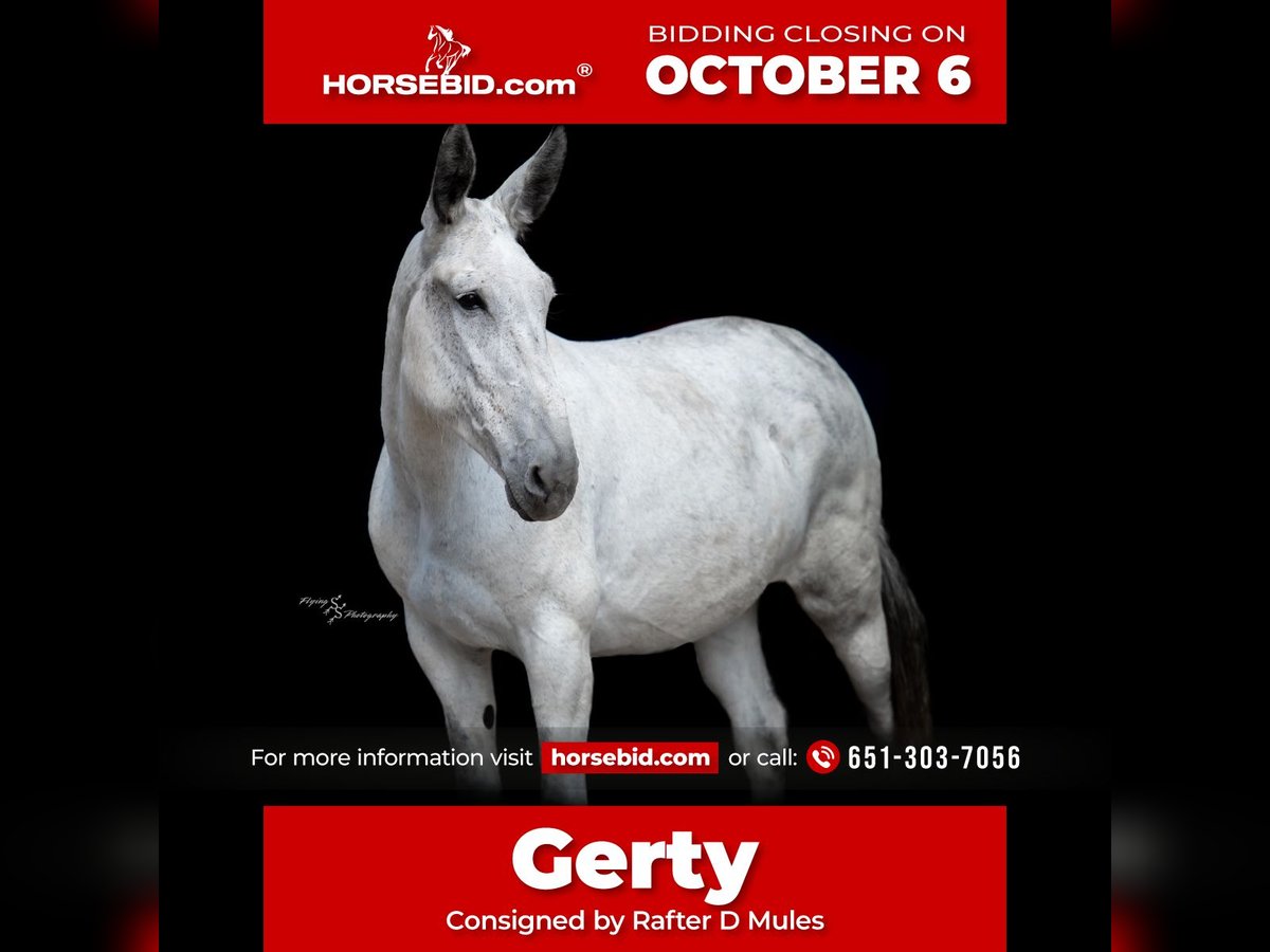 Mule Mix Mare 10 years 16,2 hh Grey in Hastings, MN