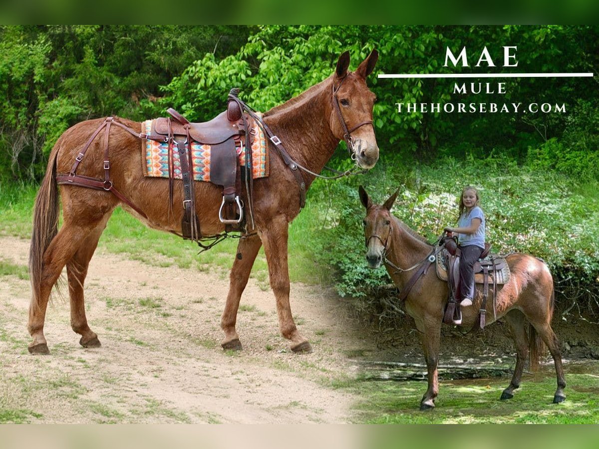 Mule Mare 10 years Sorrel in Tompkinsville, KY