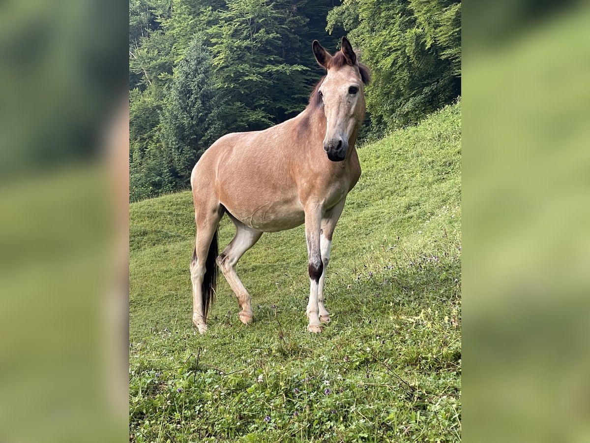 Mule Mare 11 years 13,2 hh Tobiano-all-colors in Wila