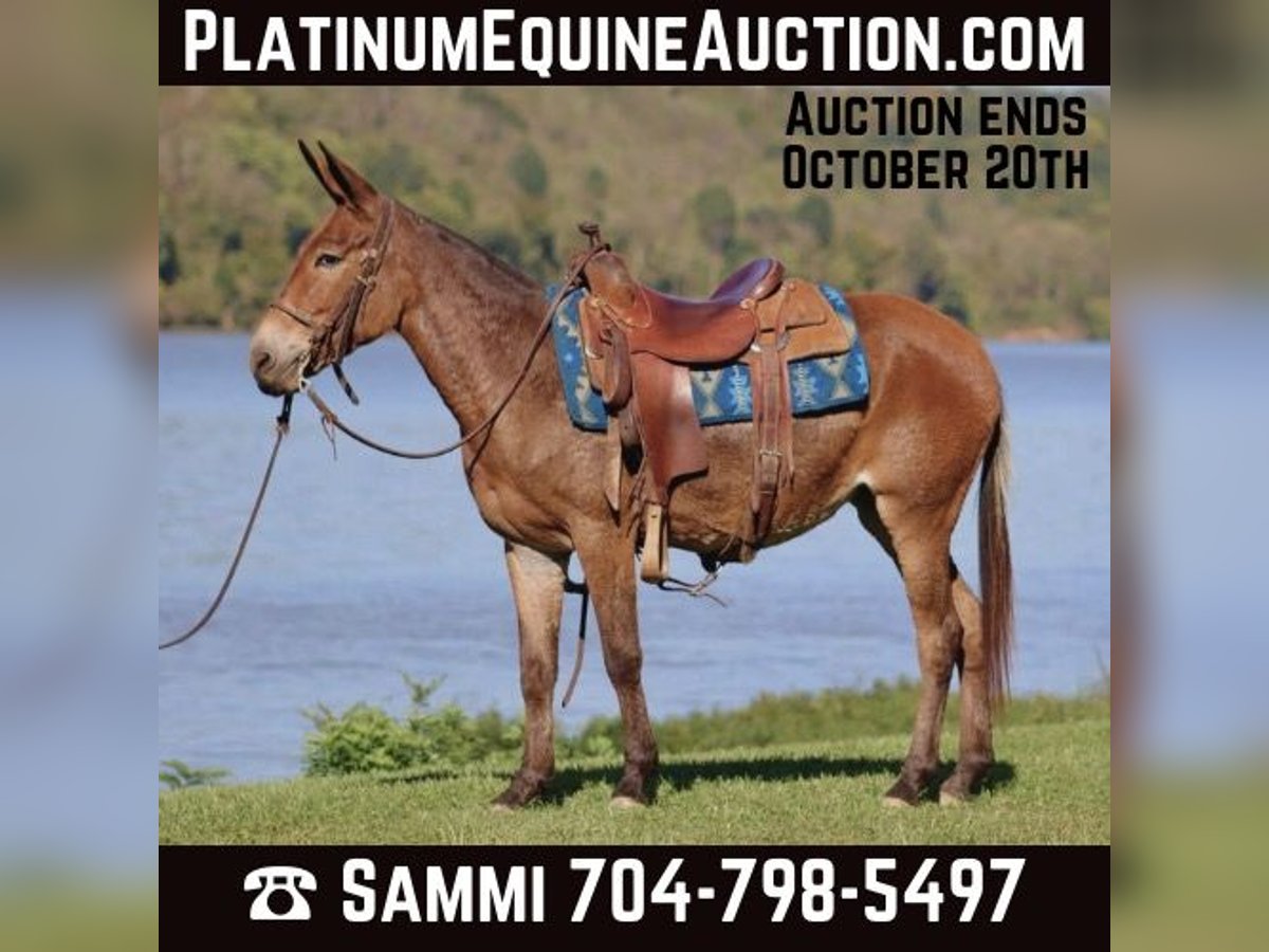 Mule Mare 11 years 13,3 hh in Brooksville KY