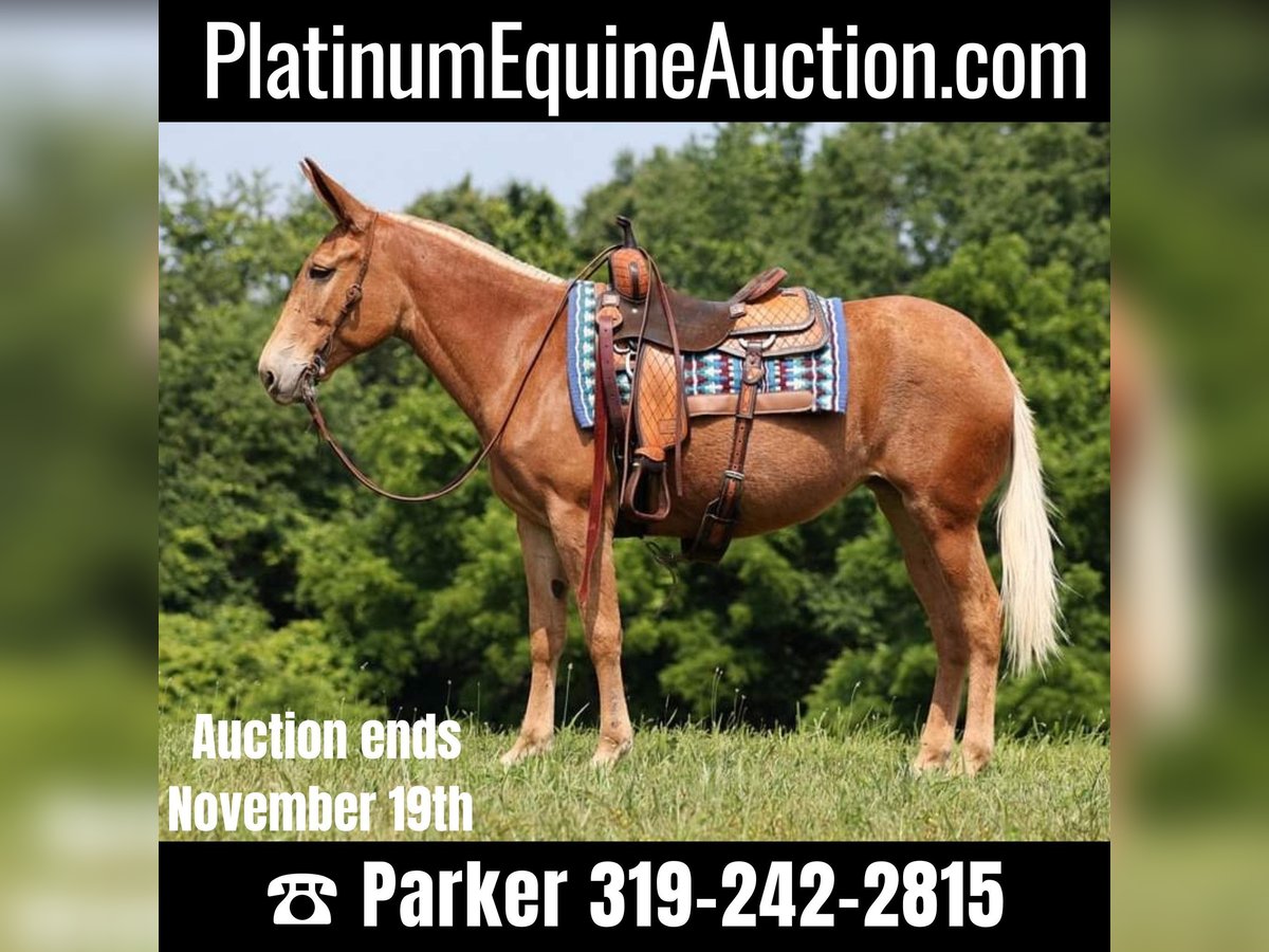 Mule Mare 11 years 15,2 hh Chestnut in Somerset Ky