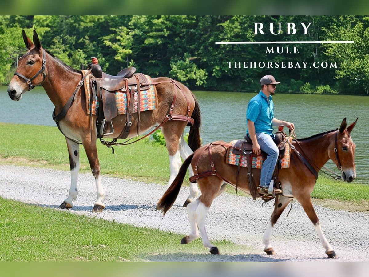 Mule Mare 11 years 15,1 hh Dun in Tompkinsville, KY