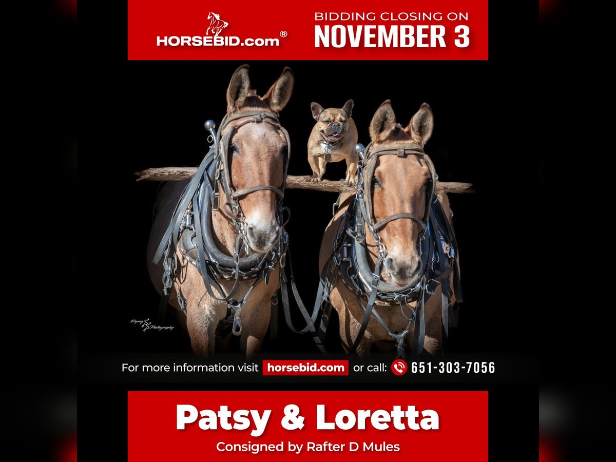 Mule Mare 12 years 15 hh Dun in Hastings, MN Mule Mare 12 years 15 hh Dun in Hastings, MN