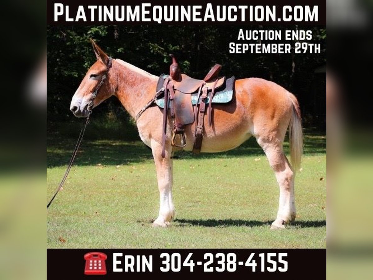 Mule Mare 12 years in Flemingsburg KY