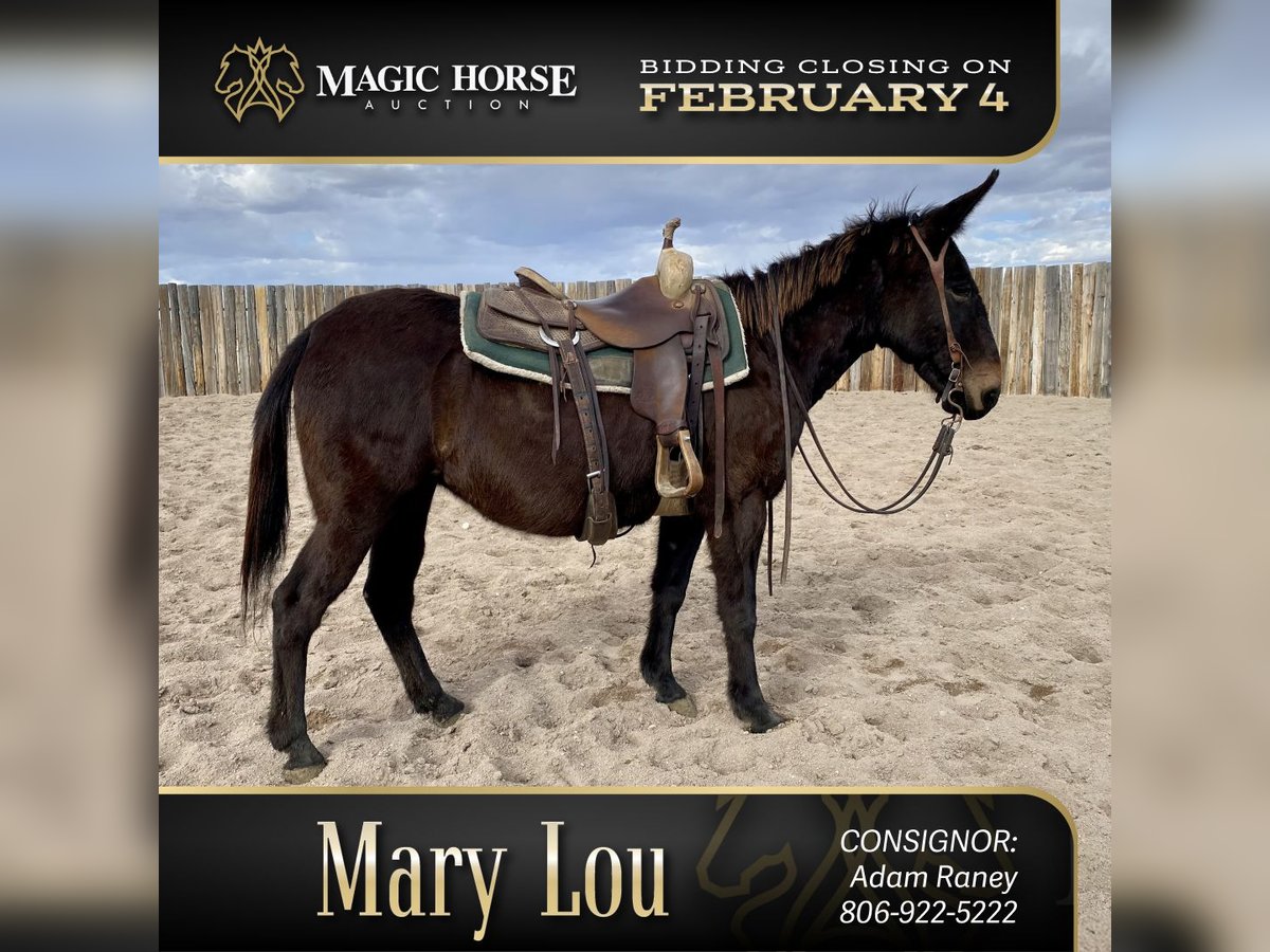 Mule Mare 13 years 14 hh Brown in Dalhart