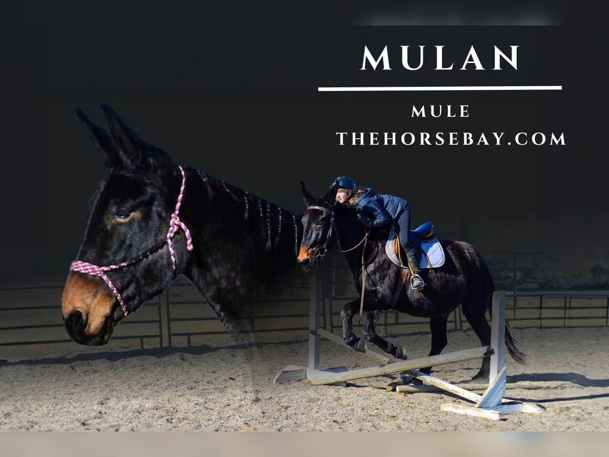 Mule Mare 13 years 17,2 hh Bay-Dark in Fort Collins, CO