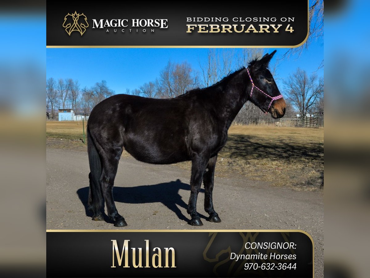 Mule Mare 13 years 17 hh Black in Fort Collins