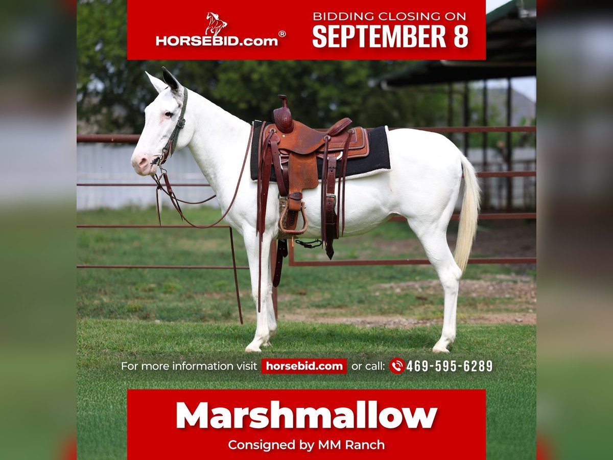Mule Mare 15 years 13,2 hh Pinto in Forney