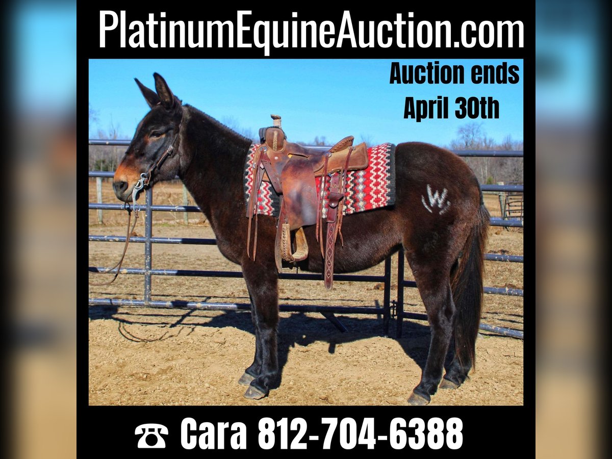 Mule Mare 16 years Black in Borden IN