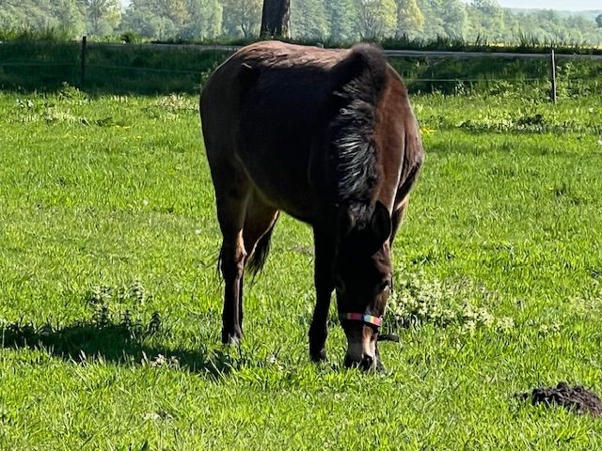 Mule Mix Mare 2 years 12,1 hh Brown in Uchte Mule Mix Mare 2 years 12,1 hh Brown in Uchte