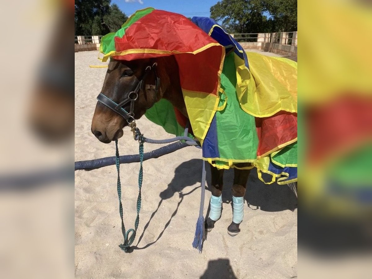 Mule Mare 4 years 13,3 hh in M&#xF6;nchengladbach