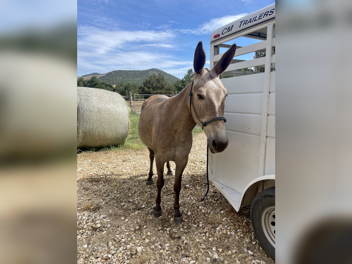Mule Mare 5 years 14 hh Roan-Red in Cotopaxi