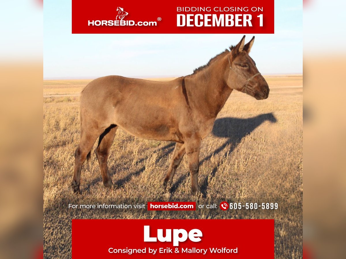 Mule Mare 6 years 14,3 hh Grullo in Whitewood