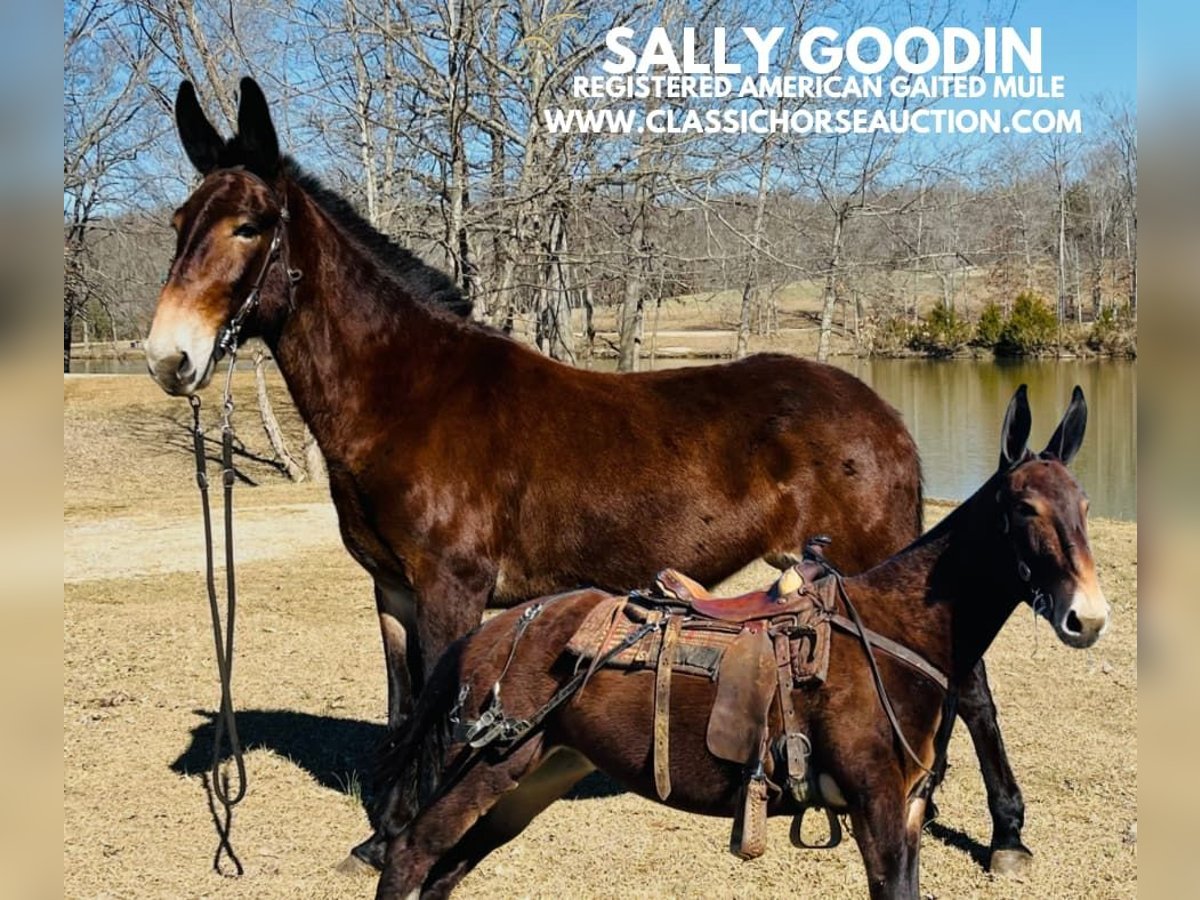 Mule Mare 6 years 15 hh Bay-Dark in Tompkinsville, KY