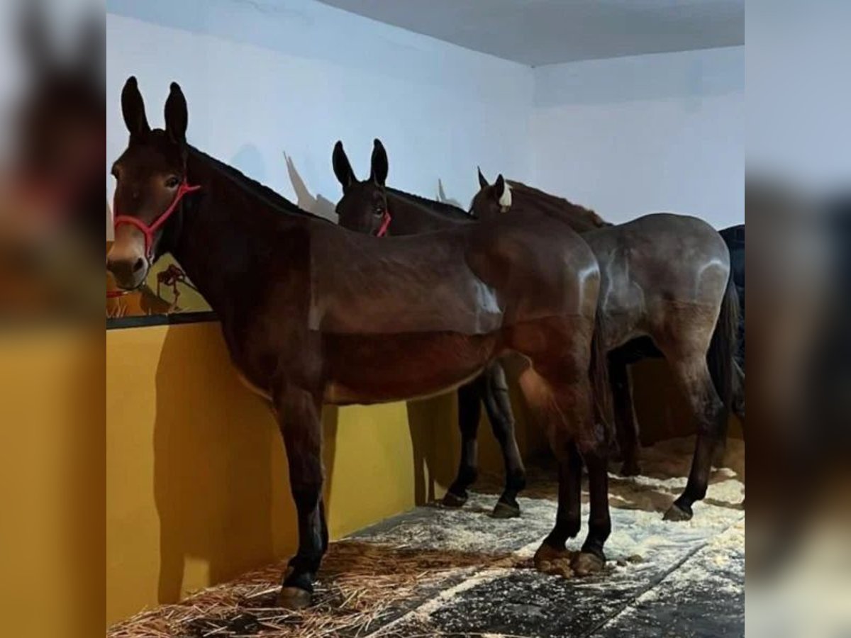 Mule Mare 6 years 16,2 hh Grey in Sabadell Mule Mare 6 years 16,2 hh Grey in Sabadell