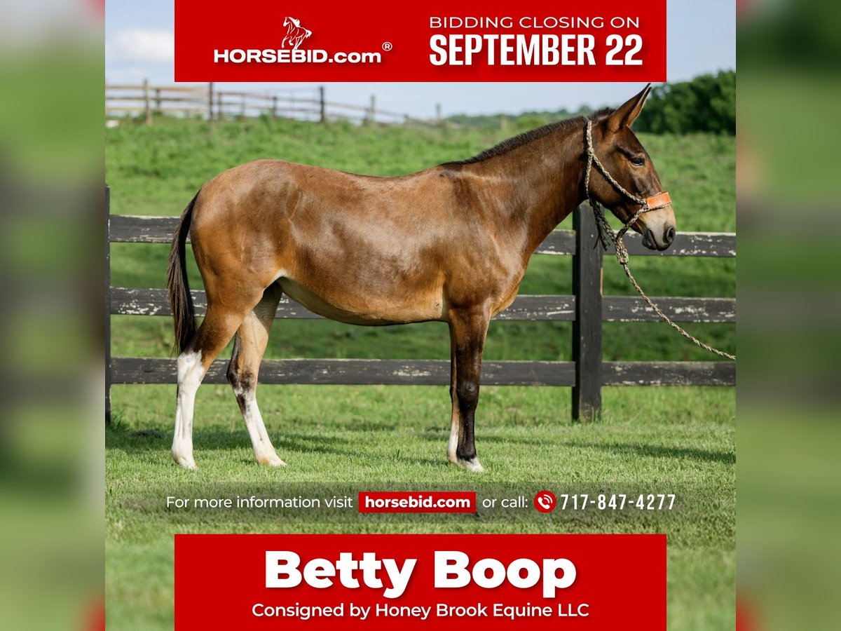 Mule Mare 7 years 13,2 hh Bay in Honey Brook