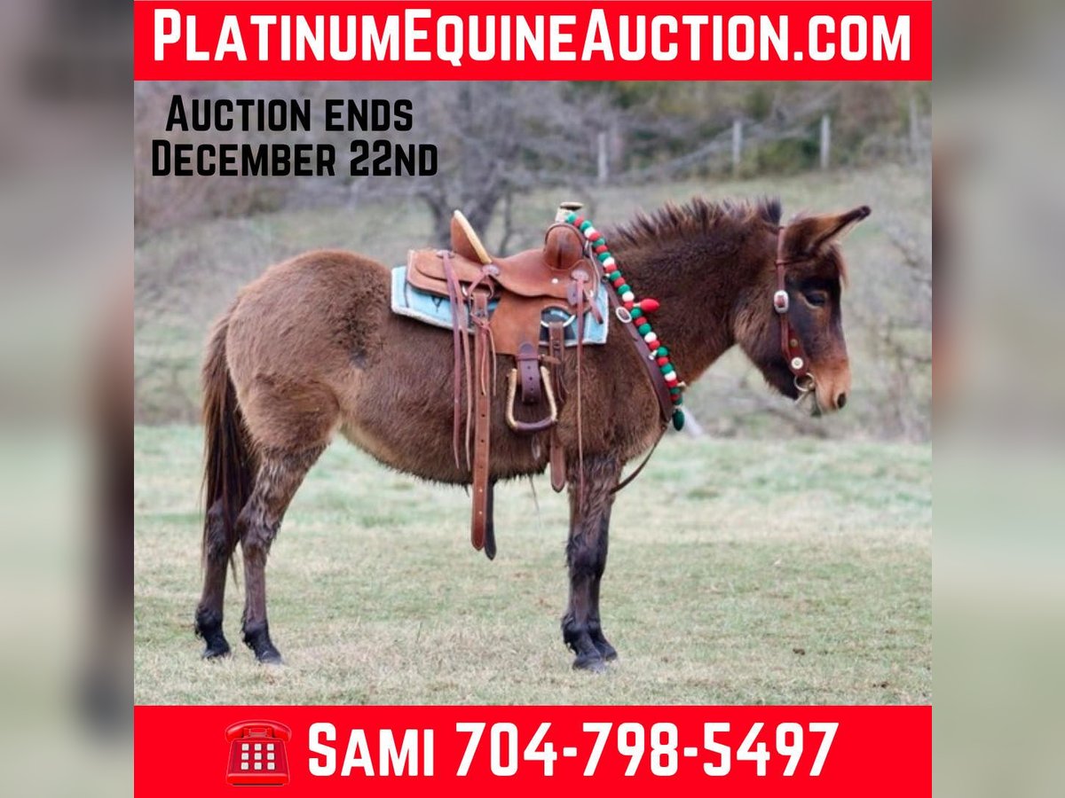 Mule Mare 8 years 9,2 hh in Brooksville KY