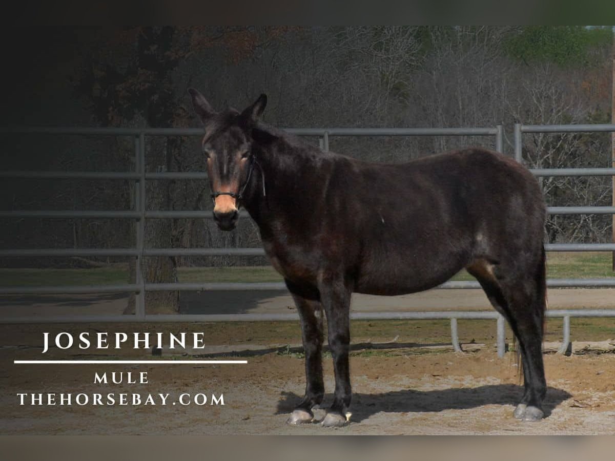 Mule Mare 9 years 13,2 hh Black in Antlers, OK