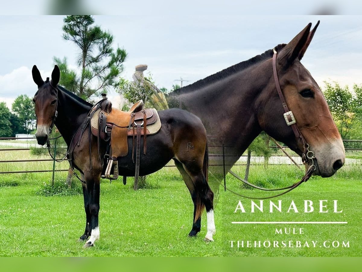 Mule Mare 9 years 16 hh Bay in Yukon, MO