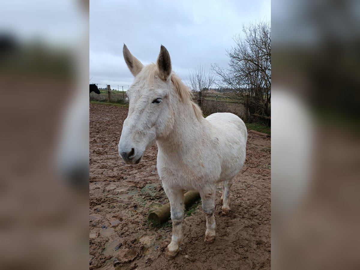 Mule Stallion 15 years 14,2 hh Gray in Kasendorf