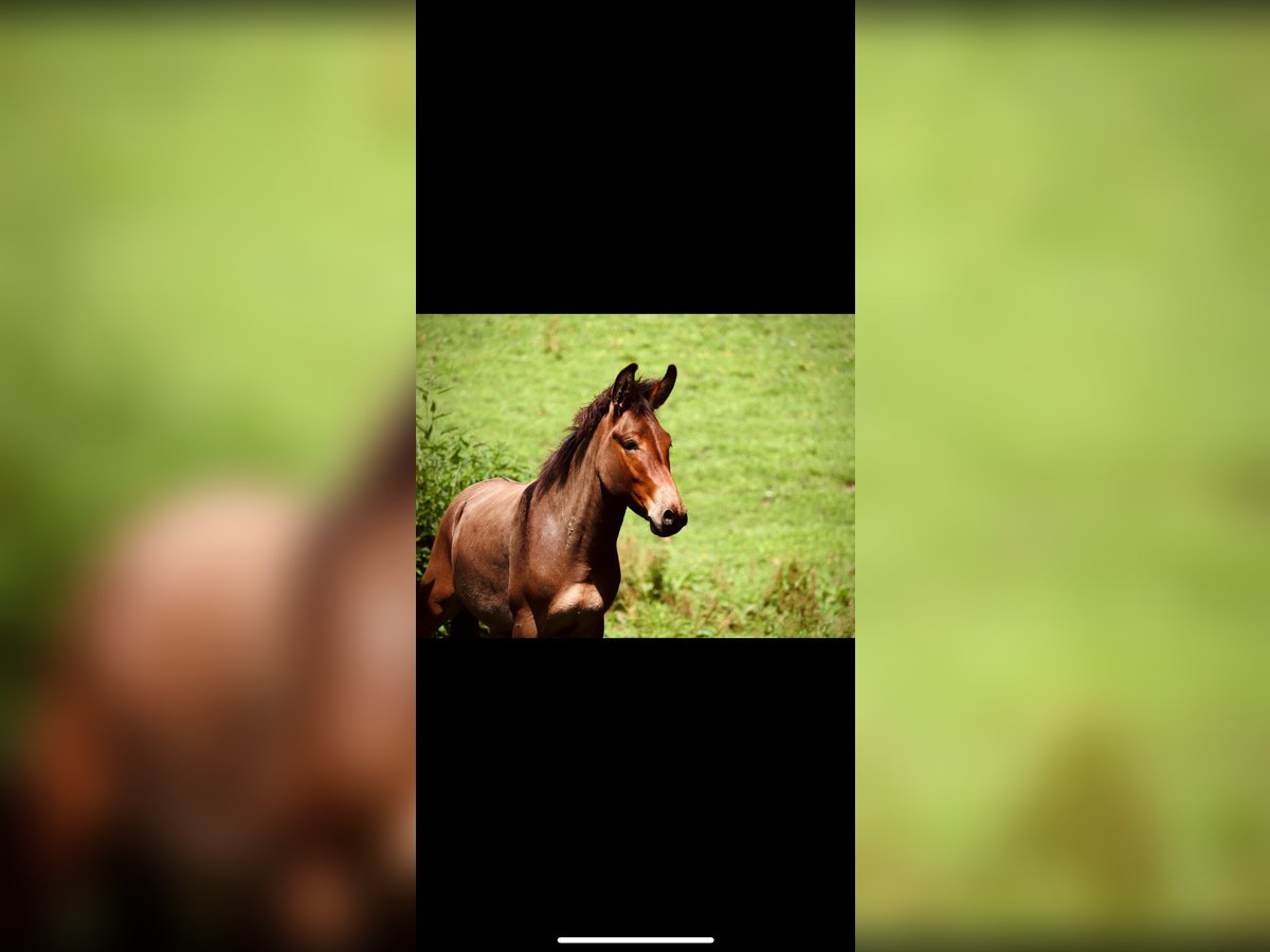 Mule Stallion 5 years 12,2 hh in Bad Überkingen