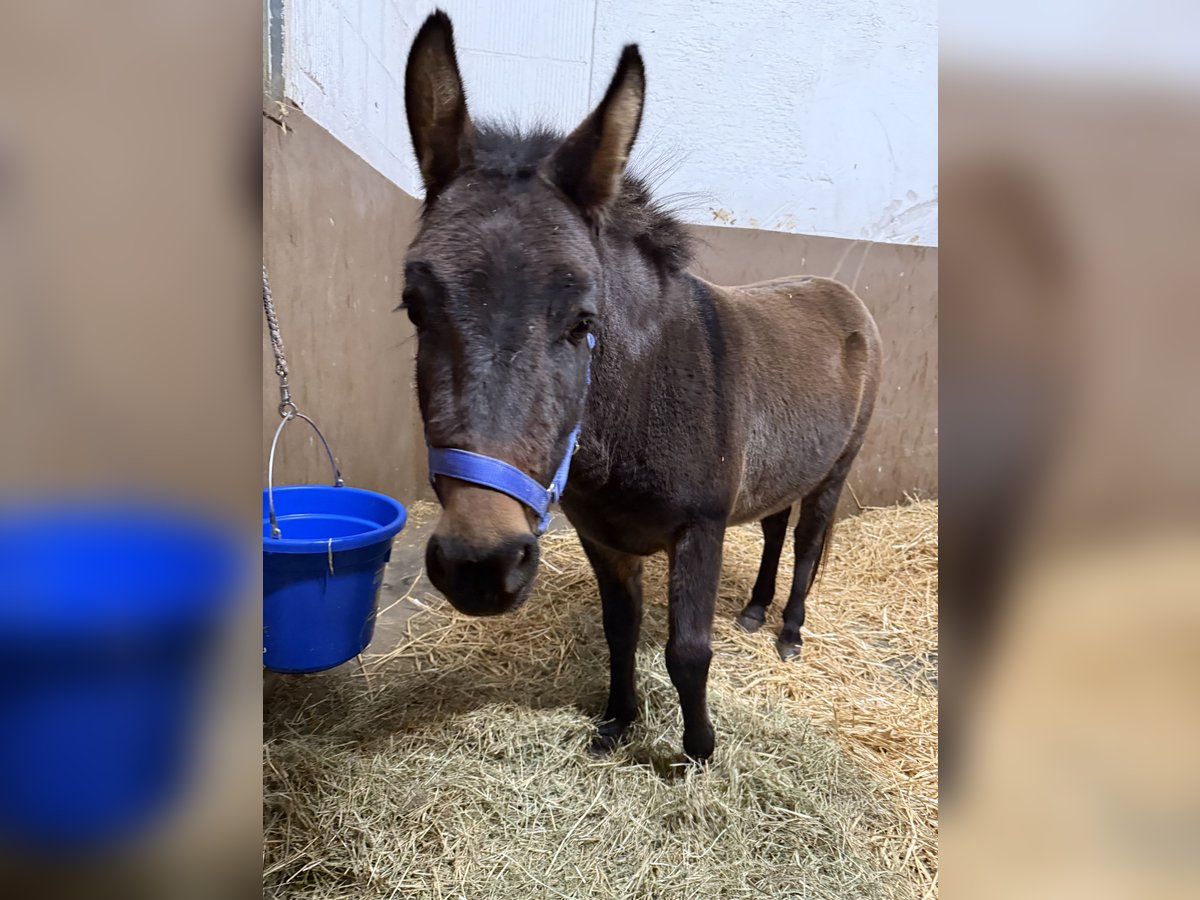 Mule Stallion 9 years 9,2 hh Bay-Dark in ViernheimViernheim