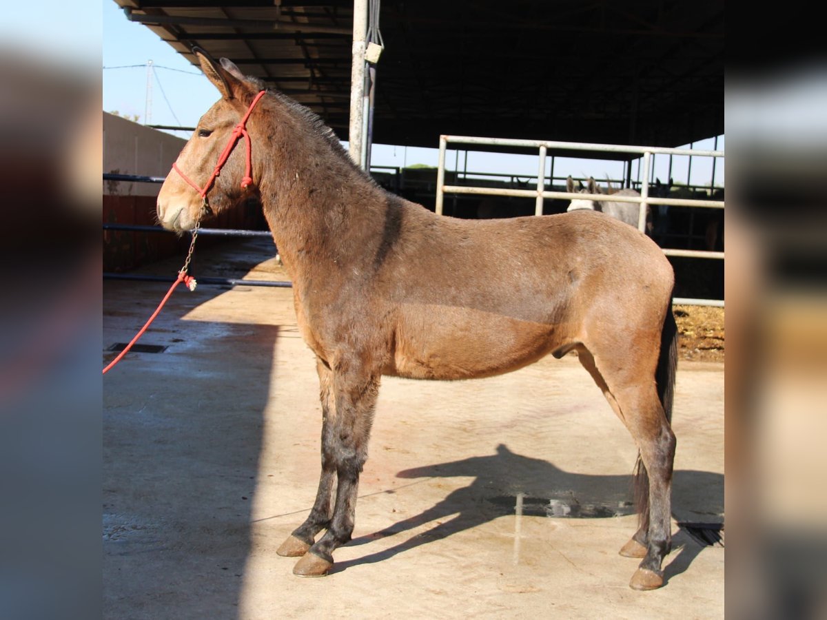 Mulet Hongre 4 Ans 156 cm Buckskin in Vejer de la Frontera