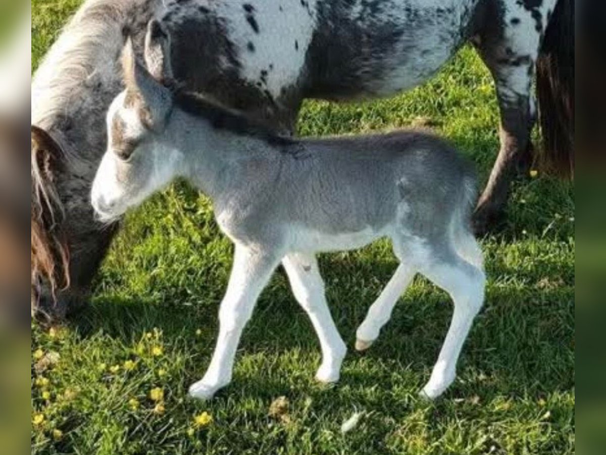 Muli Stute 2 Jahre 90 cm Schecke in Raubling