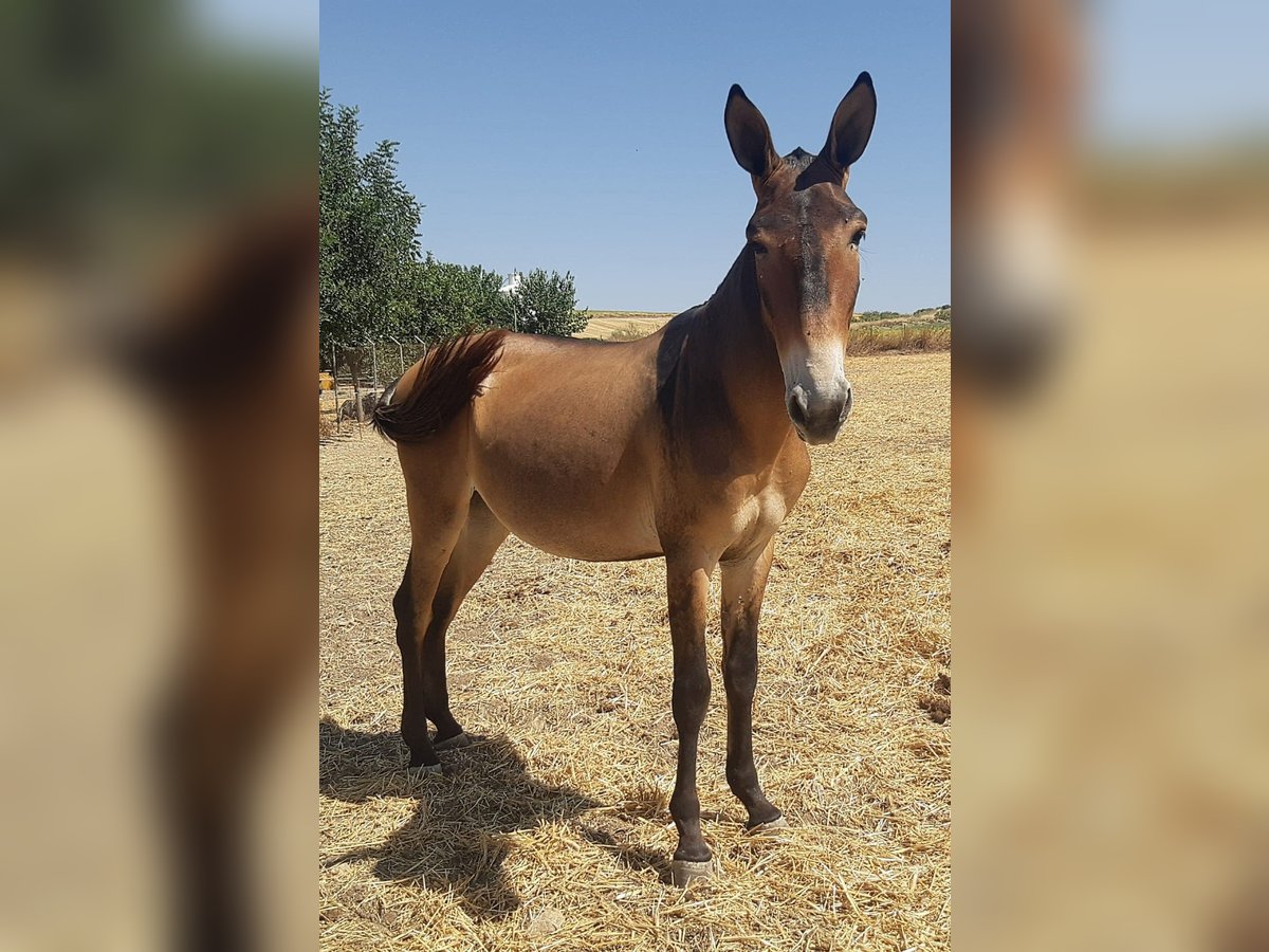 Muli Wallach 4 Jahre 157 cm Buckskin in Sevilla