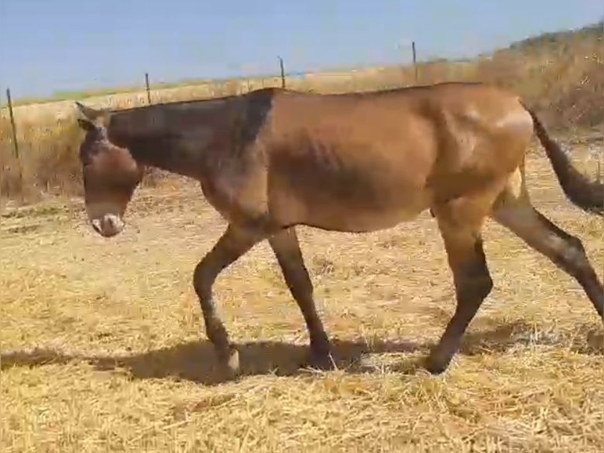 Muli Wallach 4 Jahre 157 cm Buckskin in Sevilla