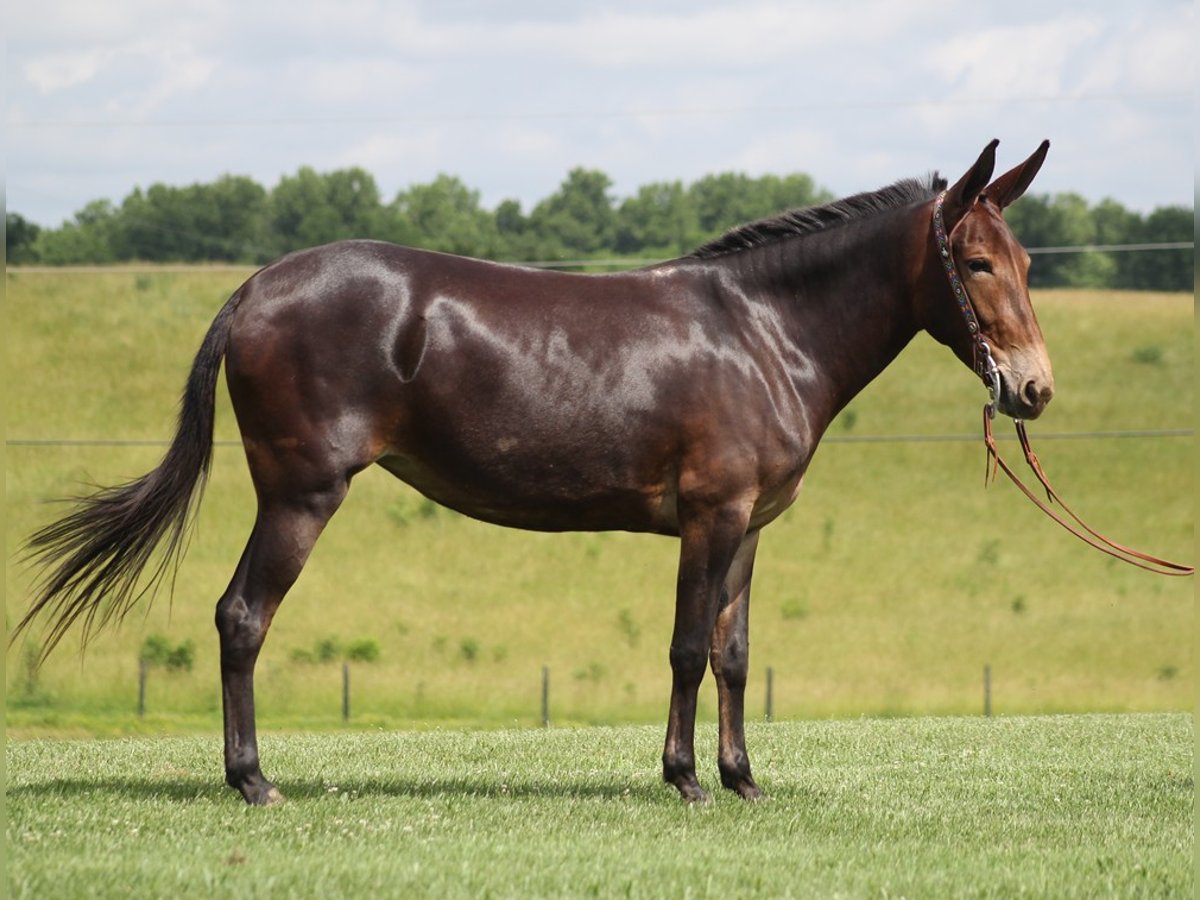 Muli Wallach 8 Jahre Rotbrauner in Mount Vernon Ky