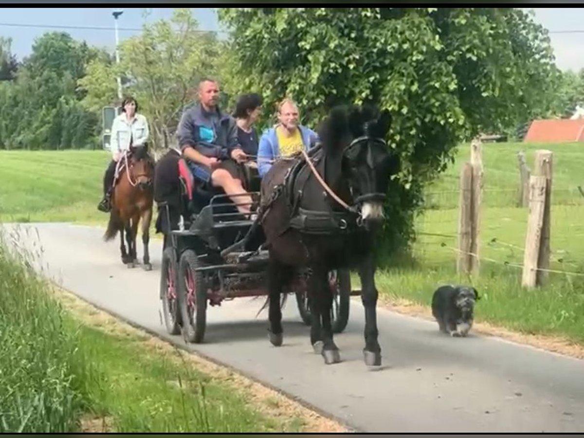 Mulo Caballo castrado 11 años 160 cm Negro in Bassum