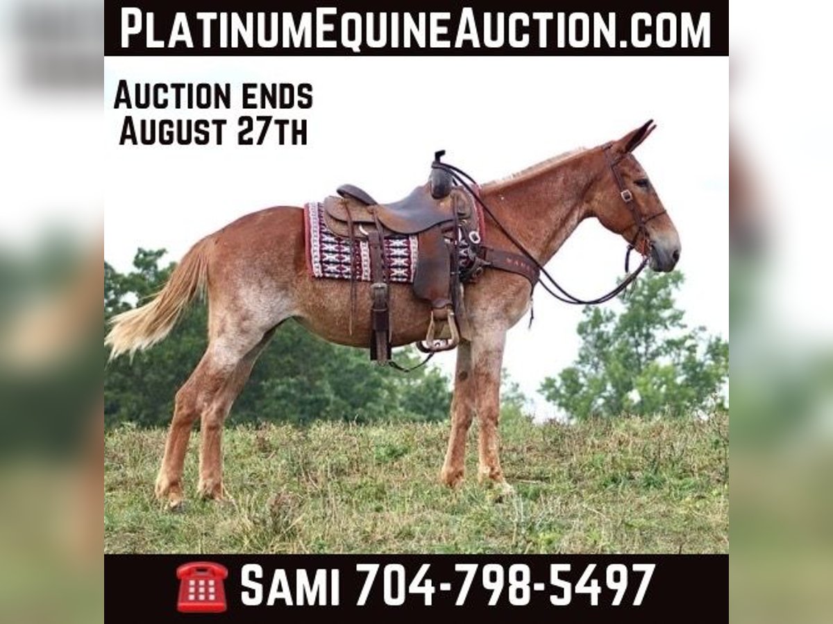 Mulo Caballo castrado 13 años in Brooksville KY