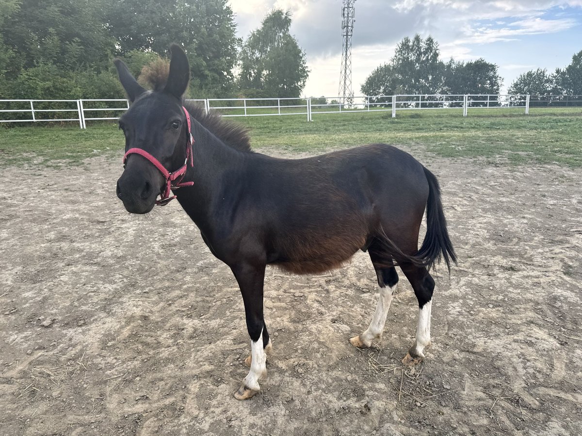 Mulo Caballo castrado 3 años 105 cm Negro in Iwonicz-Zdrój