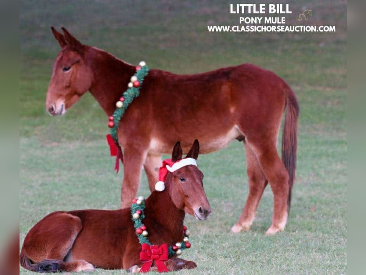 Mulo Caballo castrado 3 años 112 cm Alazán rojizo in Stephenville, tx