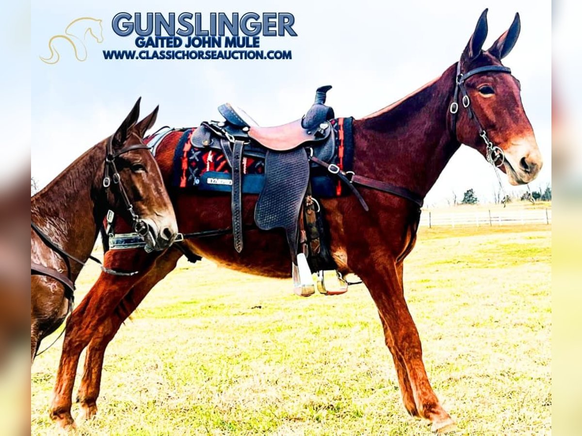 Mulo Caballo castrado 3 años 152 cm in Tompkinsville, KY