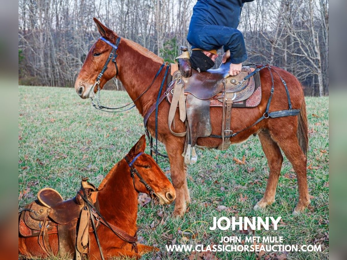 Mulo Caballo castrado 8 años 132 cm Alazán rojizo in Whitley City, KY