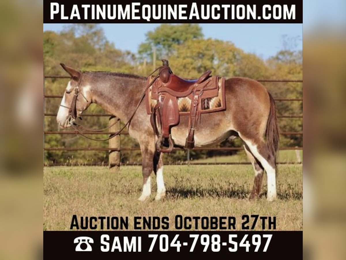 Mulo Caballo castrado 8 años Buckskin/Bayo in Brooksville KY