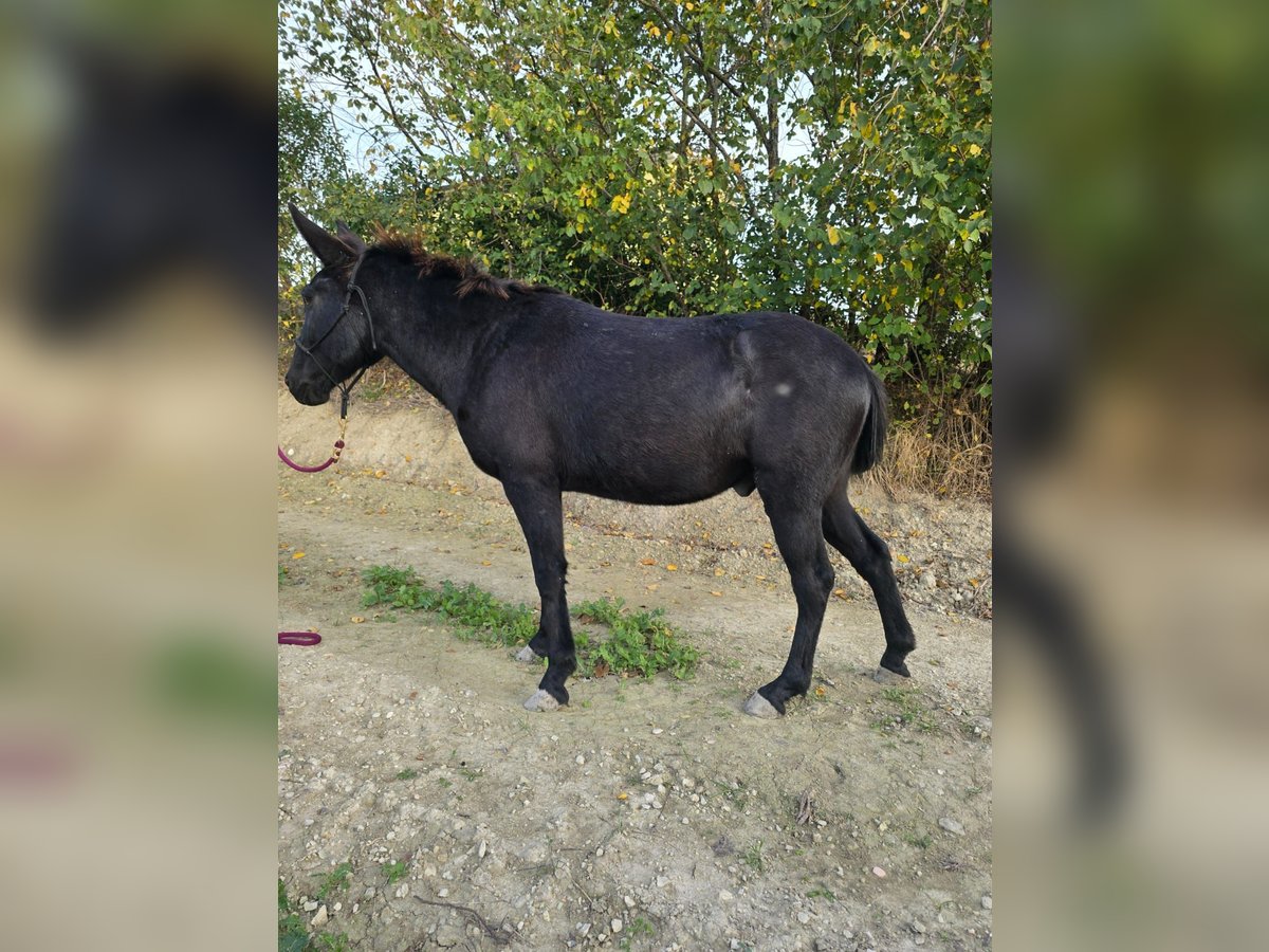 Mulo Castrone 10 Anni 143 cm Morello in Colli al Metauro