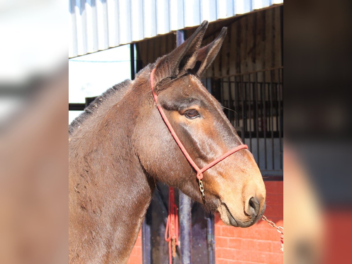 Mulo Castrone 10 Anni 157 cm Baio in Vejer de la Frontera