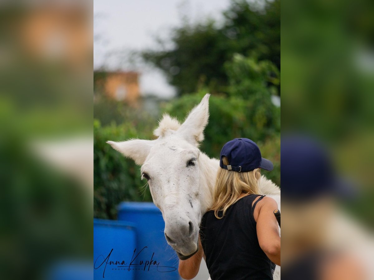 Mulo Castrone 15 Anni 142 cm Grigio trotinato in Herzogenaurach