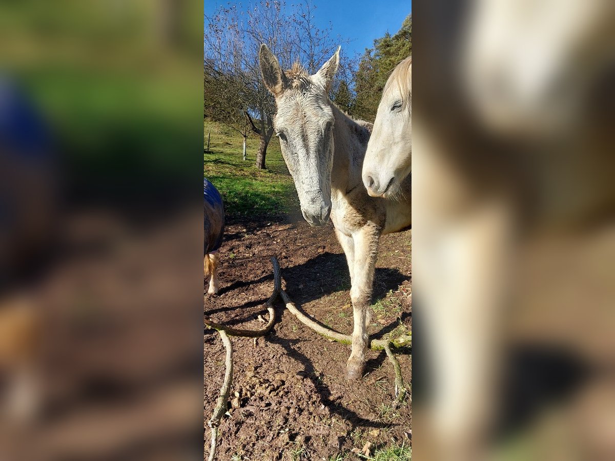 Mulo Castrone 16 Anni 163 cm Grigio in Miesenbach