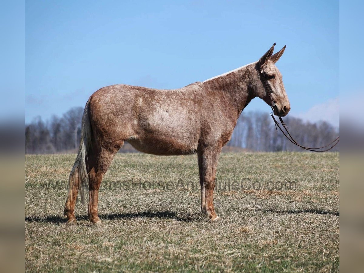 Mulo Castrone 8 Anni 155 cm Palomino in Mount Vernon