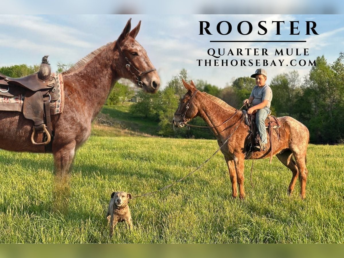 Mulo Castrone 9 Anni 152 cm Roano rosso in Pine Knot, KY