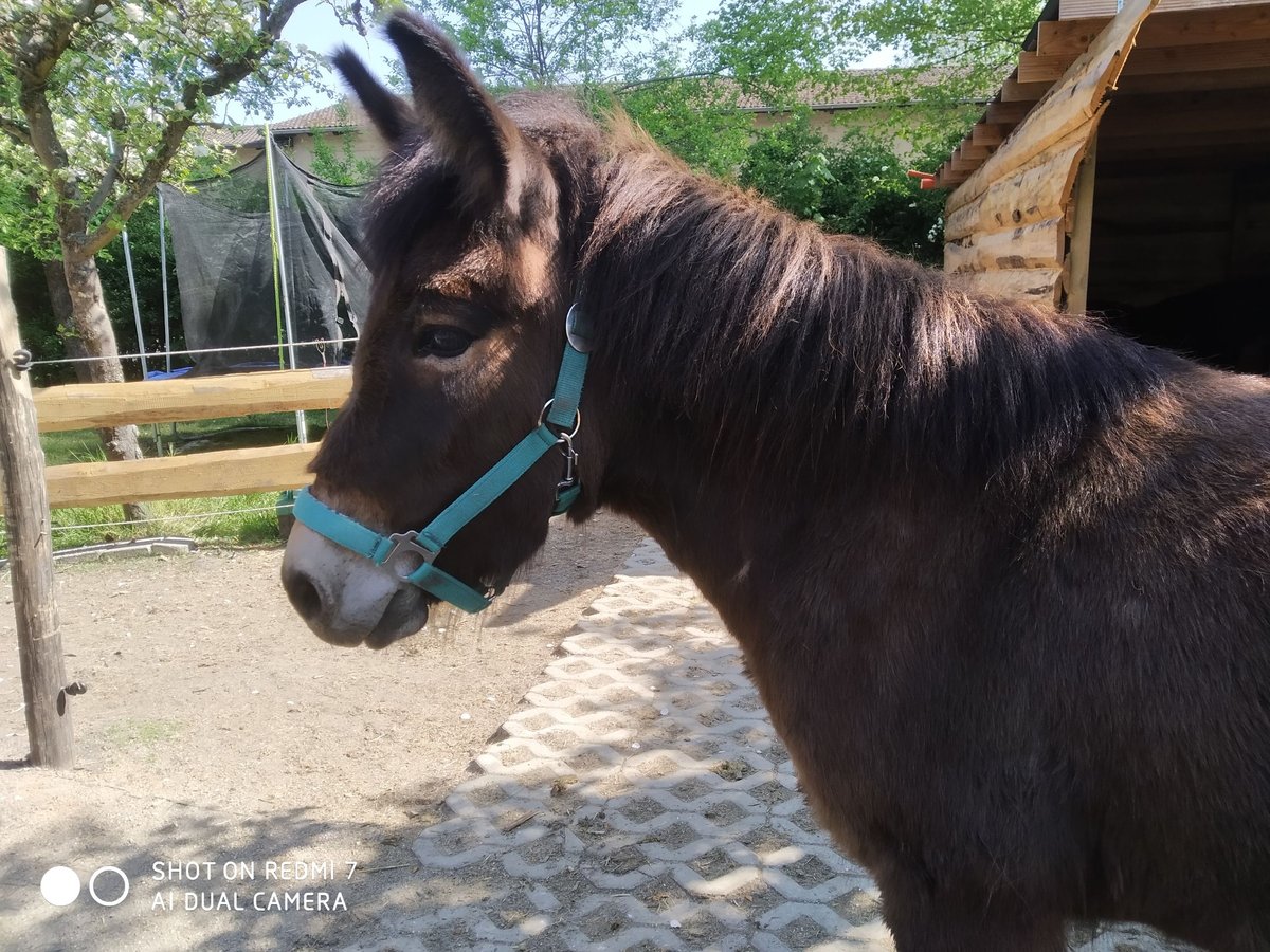 Mulo Giumenta 10 Anni 122 cm Baio scuro in Hamm